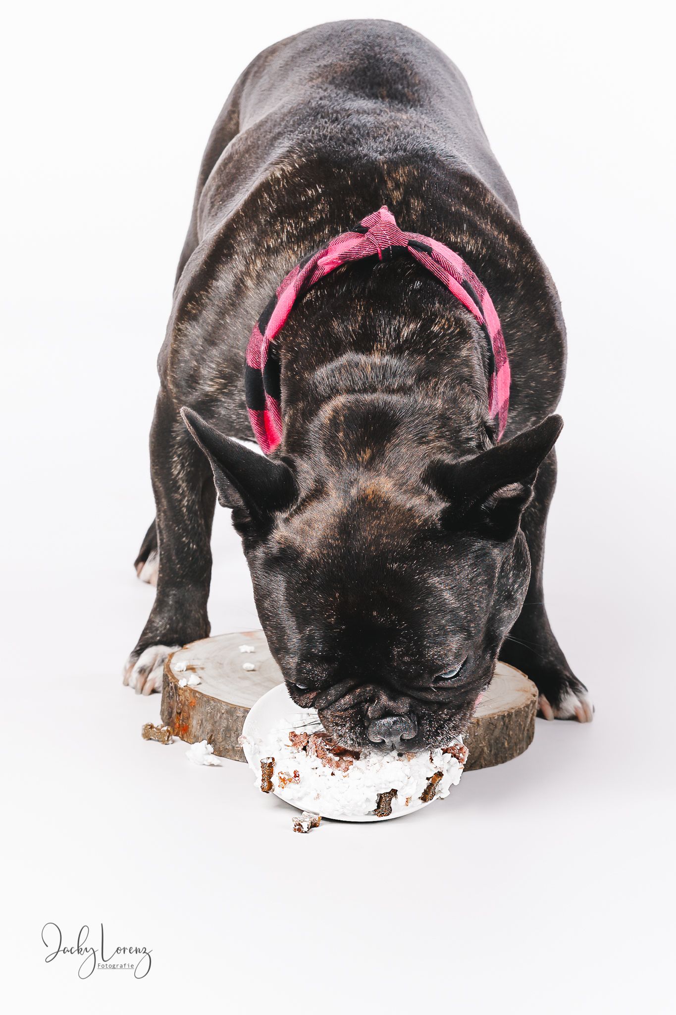 Französische Bulldogge, Hundeshooting, Hundefotografie Jacky Lorenz Fotografie, Plaidt, Koblenz und Umgebung