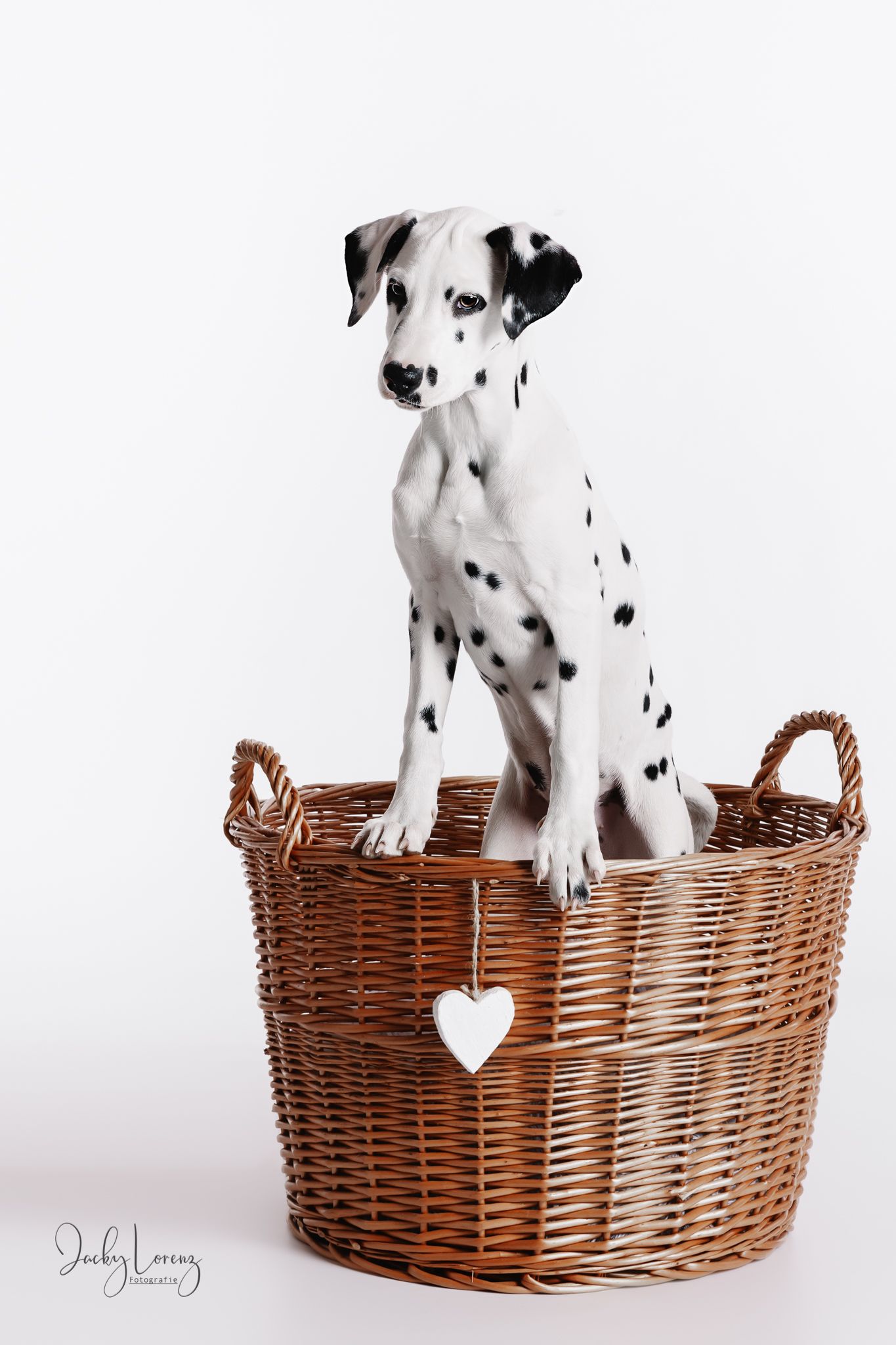 Dalmatiner, Hundeshooting, Hundefotografie Jacky Lorenz, Plaidt, Koblenz, Neuwied, Westerwald und Umgebung