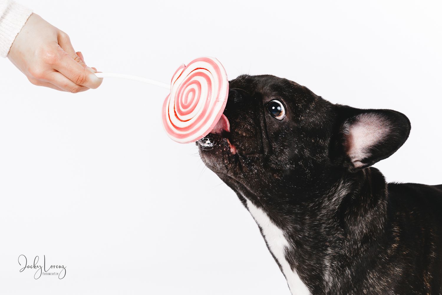 Französische Bulldogge, Hundeshooting, Hundefotografie Jacky Lorenz Fotografie, Plaidt, Koblenz und Umgebung