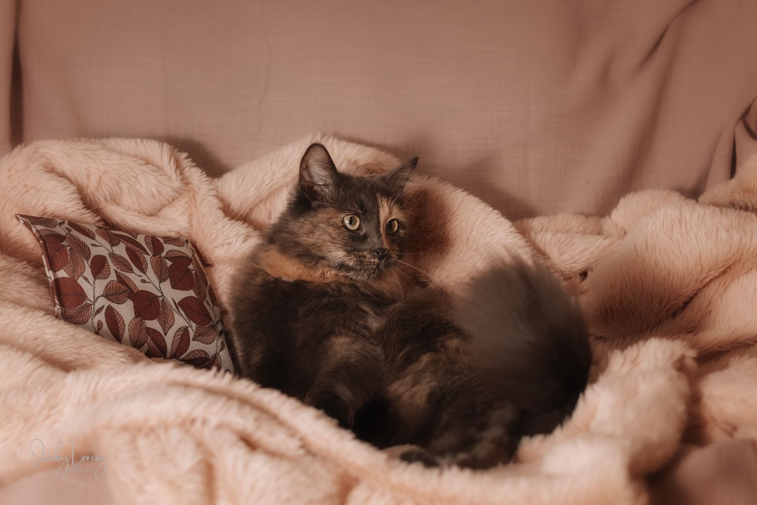 Katzenshooting, Katzenfotografie Jacky Lorenz, Plaidt, Koblenz, Neuwied, Westerwald und Umgebung