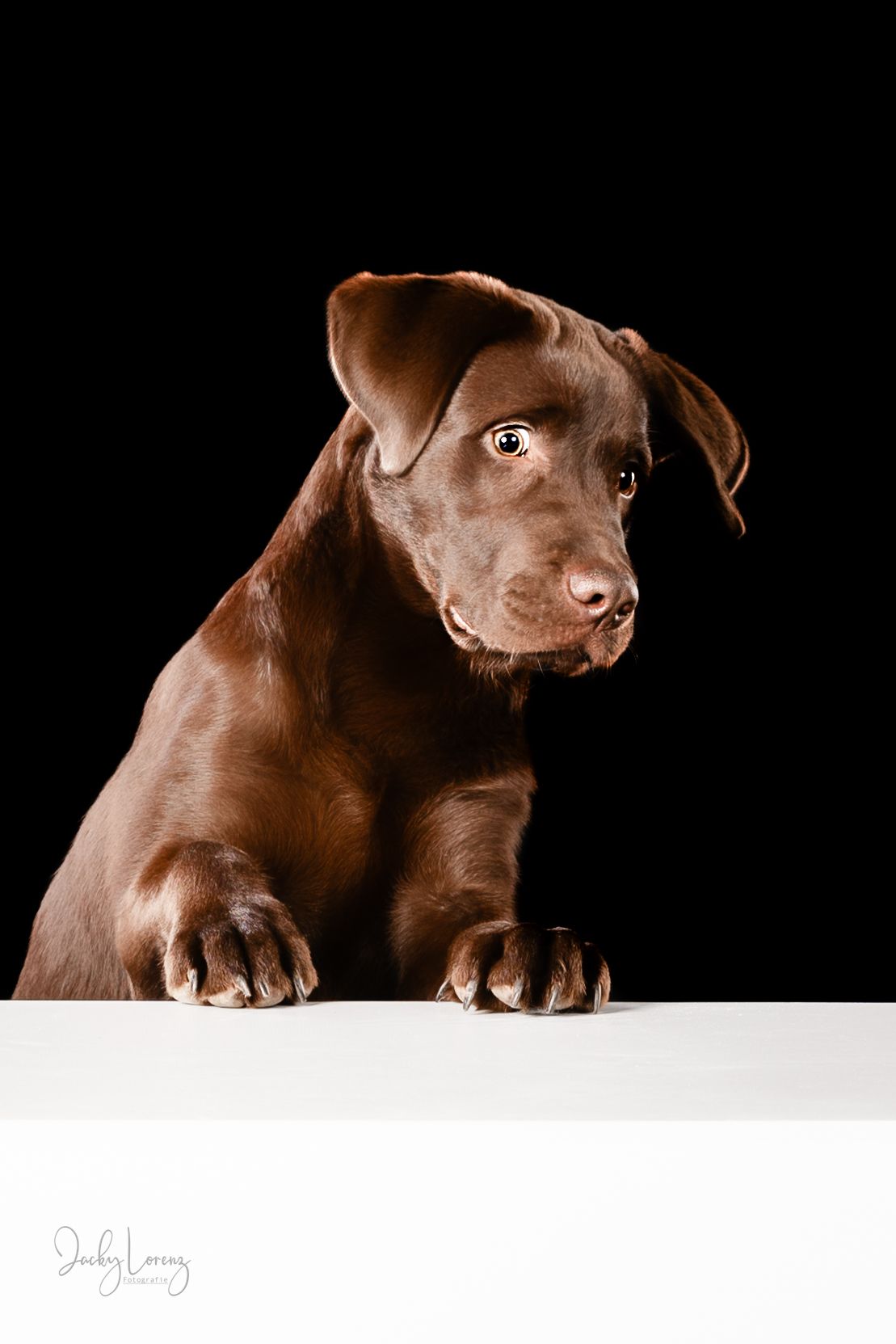 Chocolate Labrador,  Hundeshooting, Hundefotografie Jacky Lorenz Fotografie, Plaidt, Koblenz und Umgebung