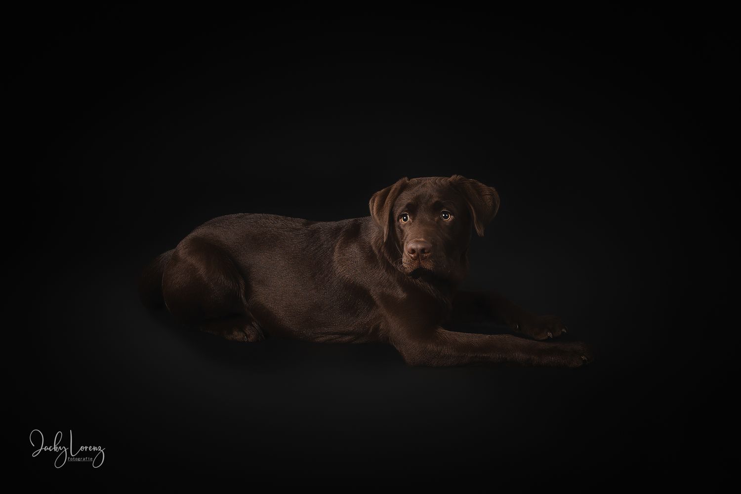 Chocolate Labrador,  Hundeshooting, Hundefotografie Jacky Lorenz Fotografie, Plaidt, Koblenz und Umgebung