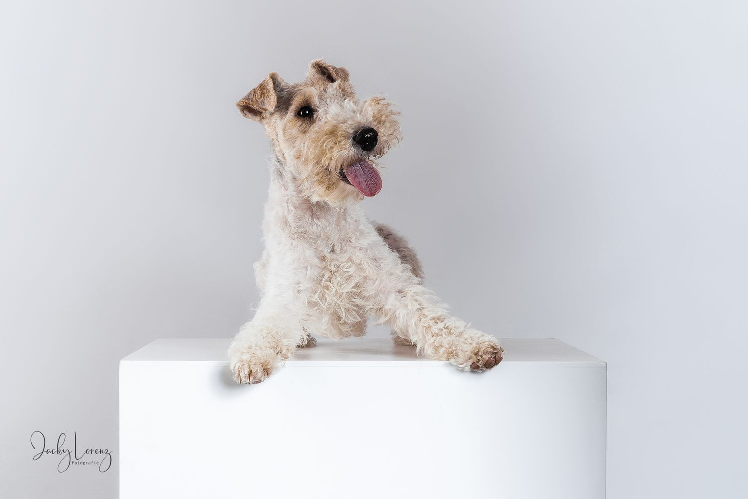 Fox Terrier, Hundeshooting, Hundefotografie Jacky Lorenz, Plaidt, Koblenz, Neuwied, Westerwald und Umgebung