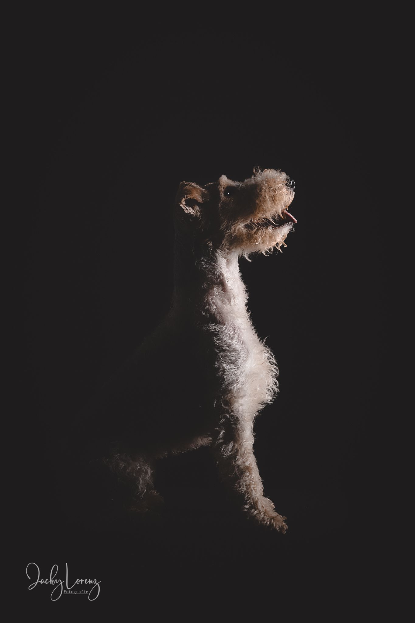 Fox Terrier, Hundeshooting, Hundefotografie Jacky Lorenz, Plaidt, Koblenz, Neuwied, Westerwald und Umgebung