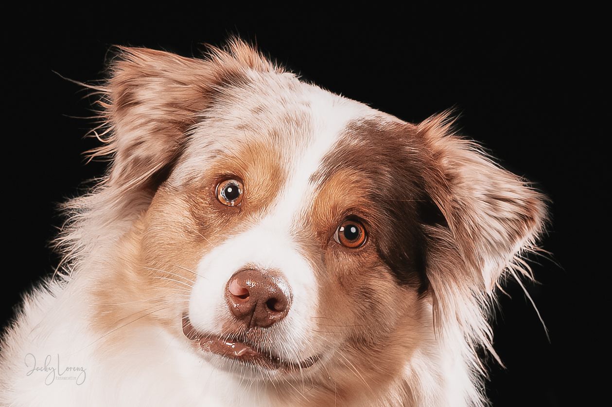 Australian Shepherd Portrait, Hundefotografie Jacky Lorenz Fotografie, Plaidt, Koblenz und Umgebung