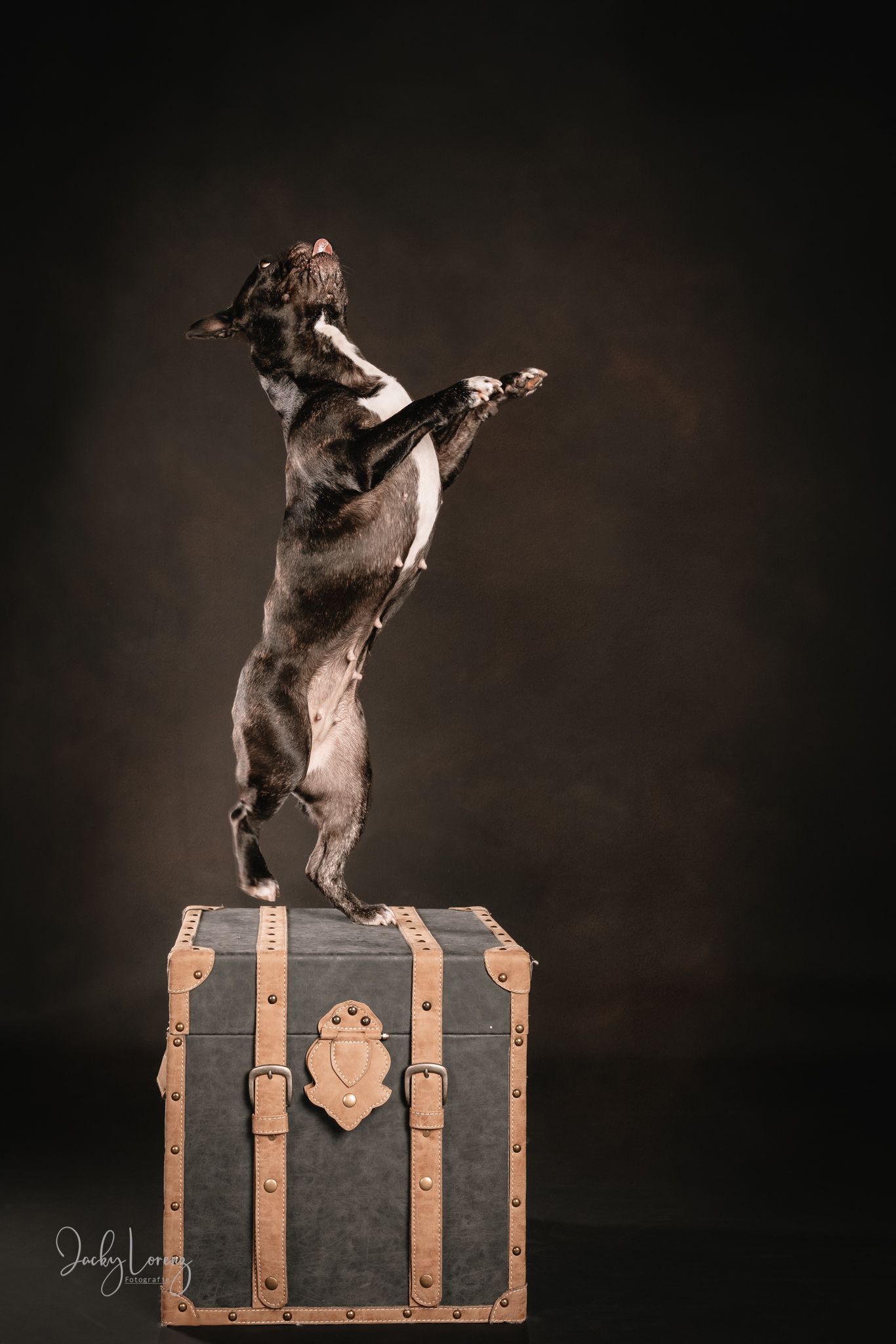 Französische Bulldogge, Hundeshooting, Hundefotografie Jacky Lorenz Fotografie, Plaidt, Koblenz und Umgebung
