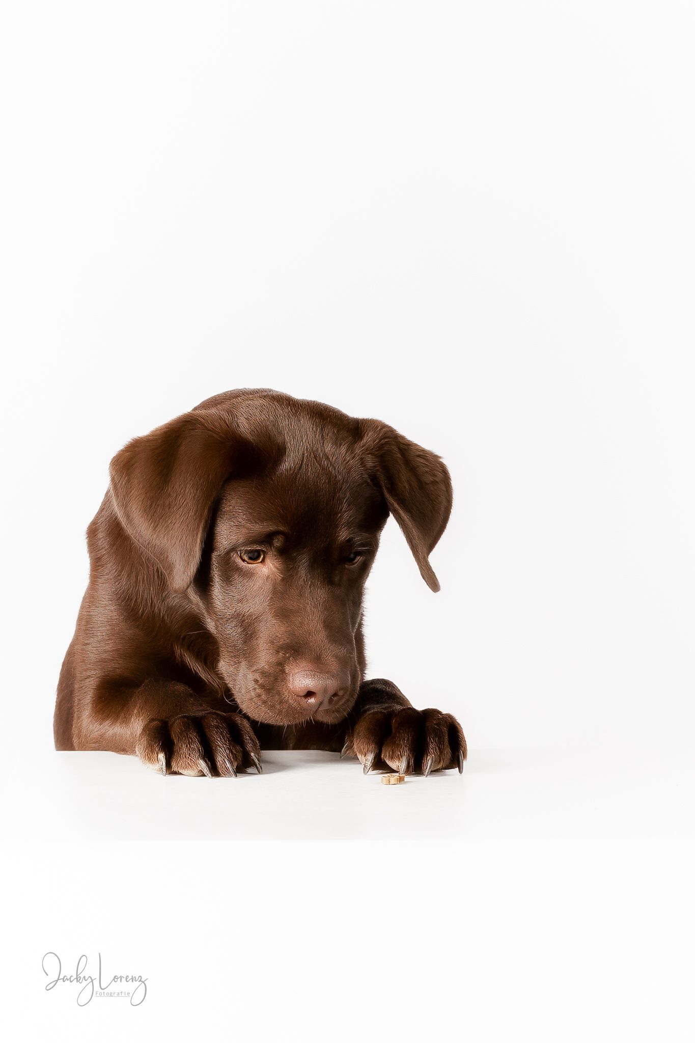 Chocolate Labrador,  Hundeshooting, Hundefotografie Jacky Lorenz Fotografie, Plaidt, Koblenz und Umgebung