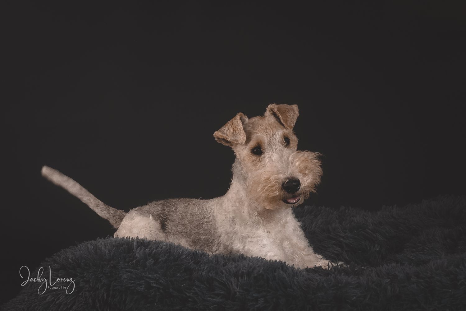 Fox Terrier, Hundeshooting, Hundefotografie Jacky Lorenz, Plaidt, Koblenz, Neuwied, Westerwald und Umgebung