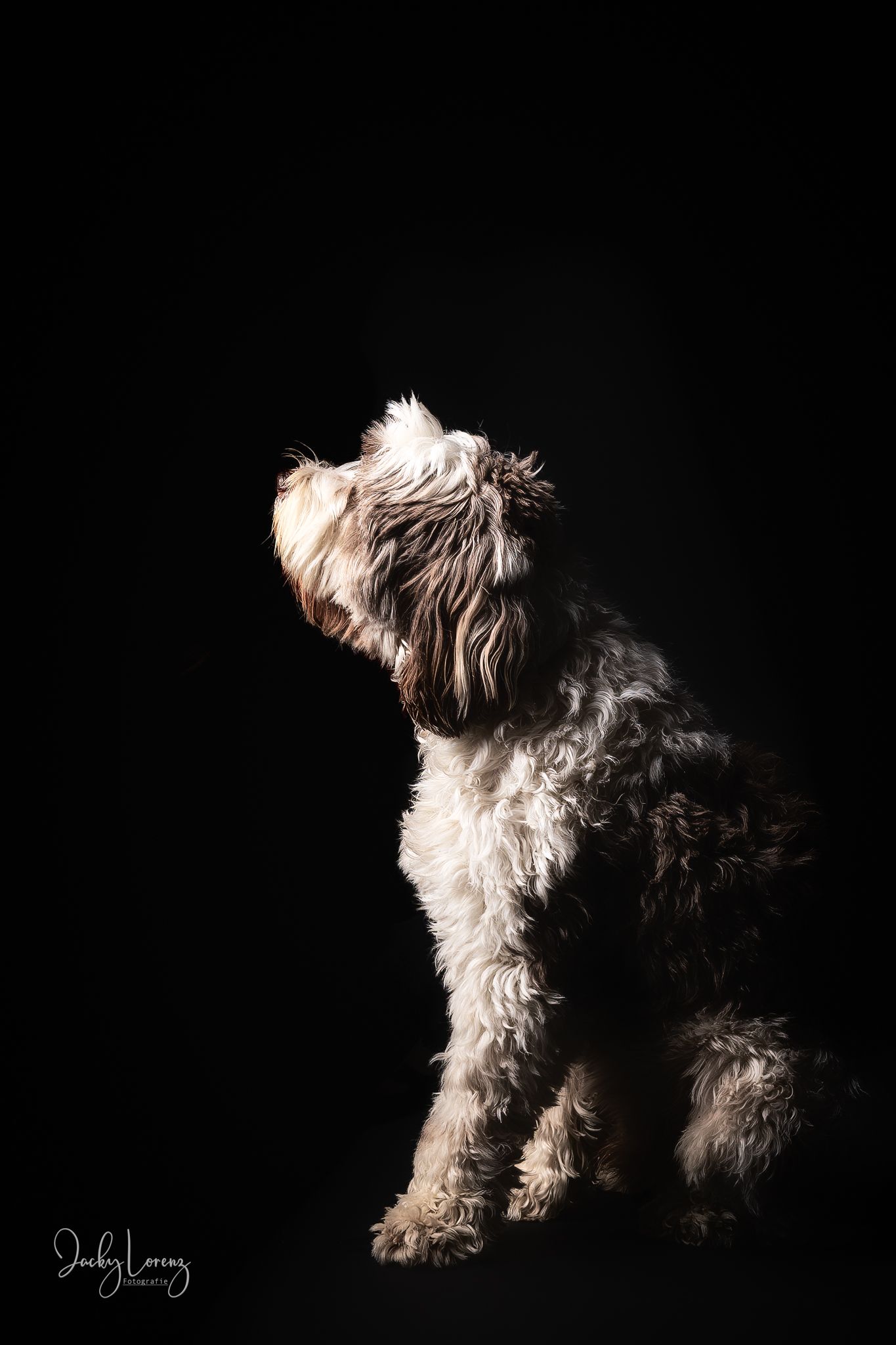 Hundeshooting, Hundefotografie Jacky Lorenz, Plaidt, Koblenz, Neuwied, Westerwald und Umgebung