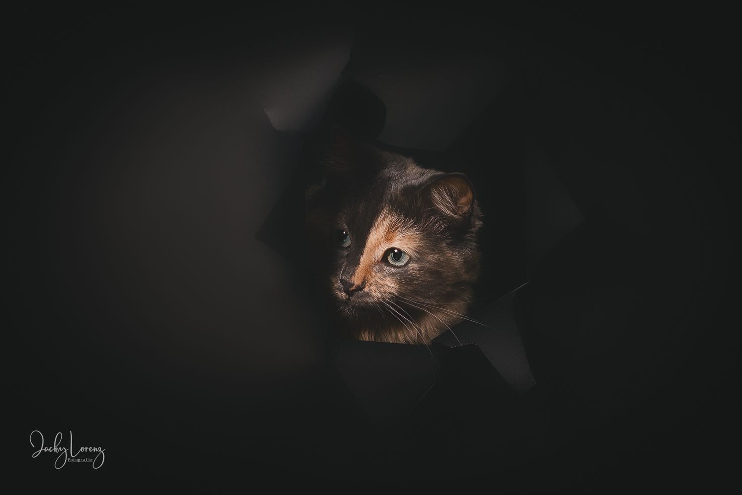 Katze, Portrait, Studio, Katzenfotografie, Jacky Lorenz, Plaidt, Koblenz, Neuwied, Westerwald und Umgebung