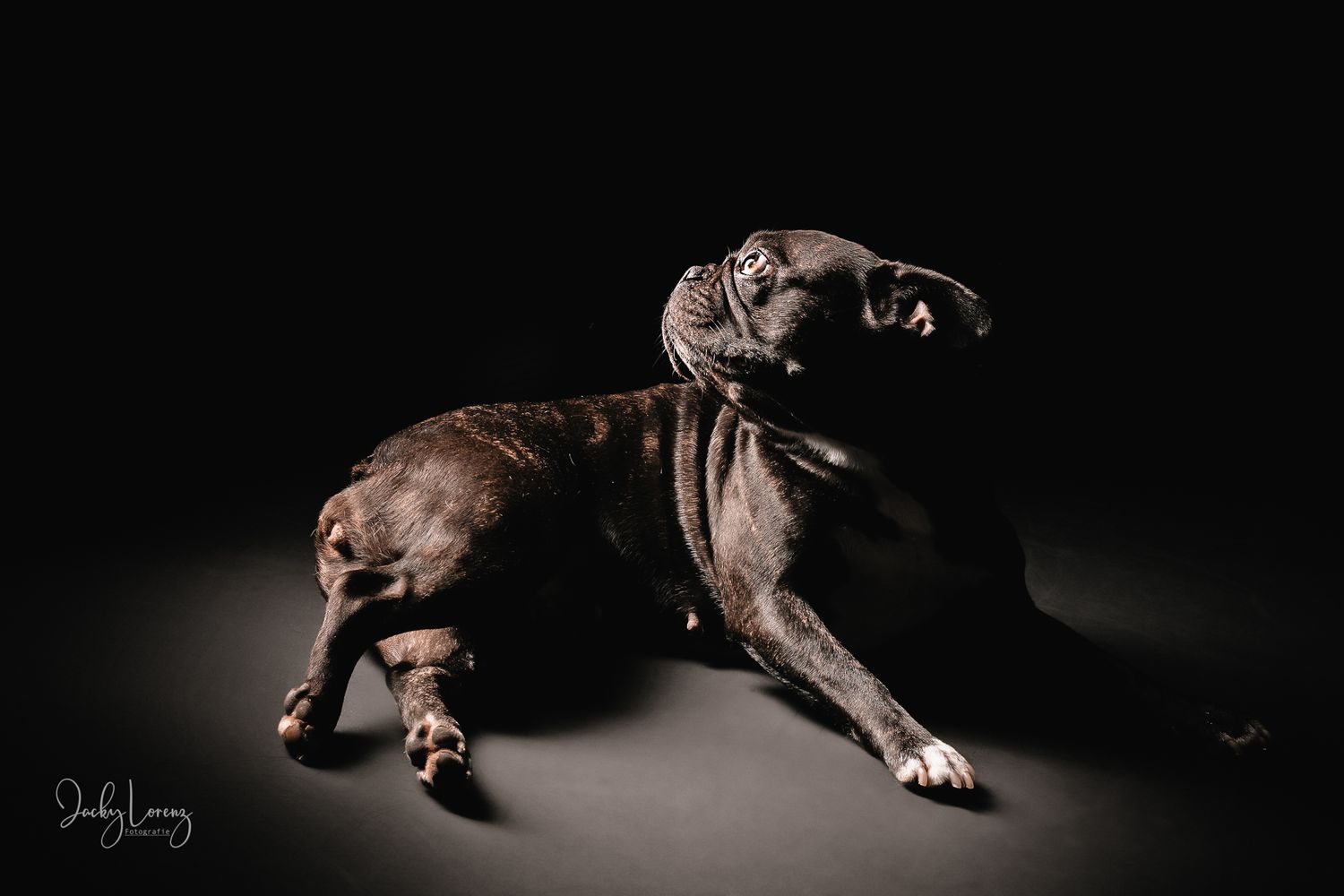 Französische Bulldogge, Hundeshooting, Hundefotografie Jacky Lorenz Fotografie, Plaidt, Koblenz und Umgebung