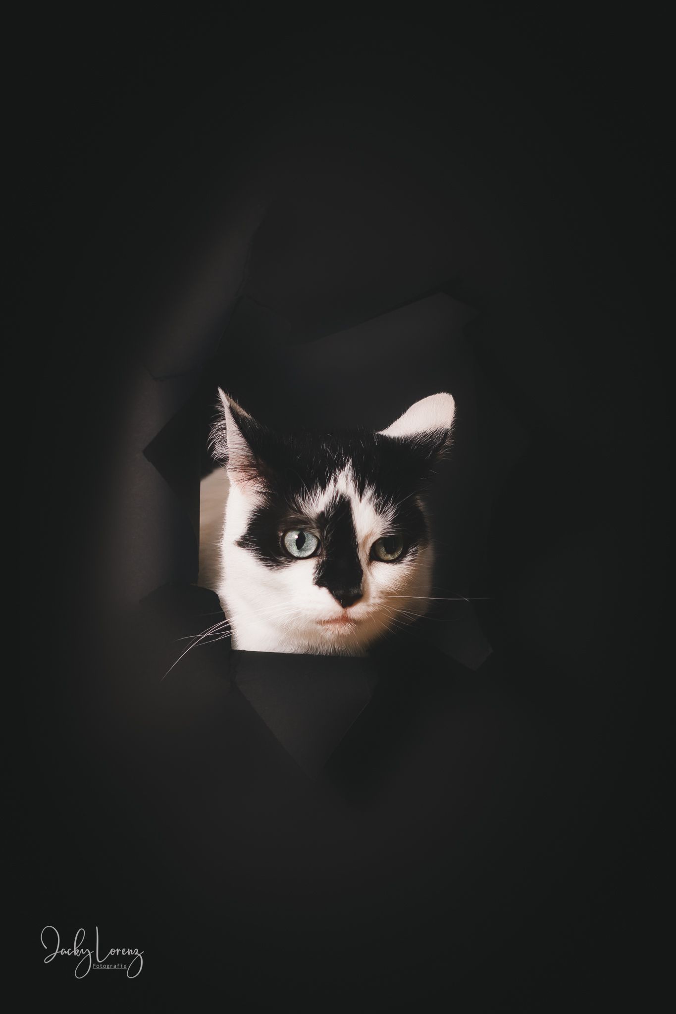 Katzenshooting, Katzenfotografie Jacky Lorenz, Plaidt, Koblenz, Neuwied, Westerwald und Umgebung