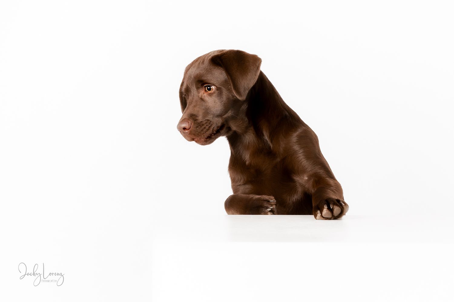 Chocolate Labrador,  Hundeshooting, Hundefotografie Jacky Lorenz Fotografie, Plaidt, Koblenz und Umgebung