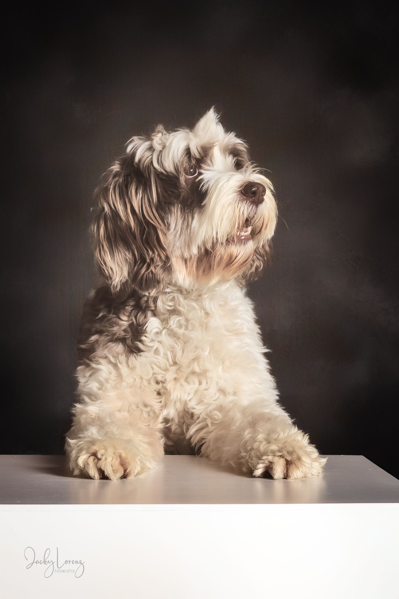Hundeshooting, Hundefotografie Jacky Lorenz, Plaidt, Koblenz, Neuwied, Westerwald und Umgebung