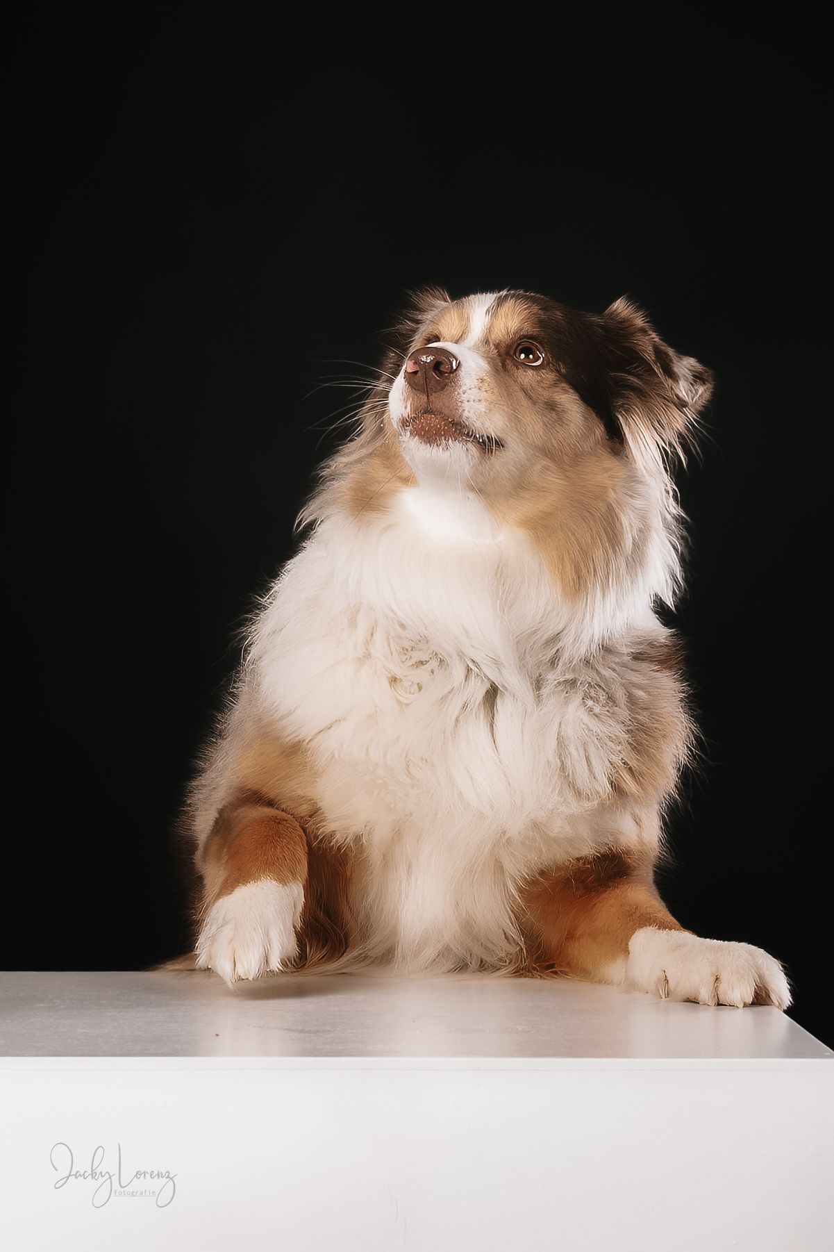 Australian Shepherd Portrait, Hundefotografie Jacky Lorenz Fotografie, Plaidt, Koblenz und Umgebung
