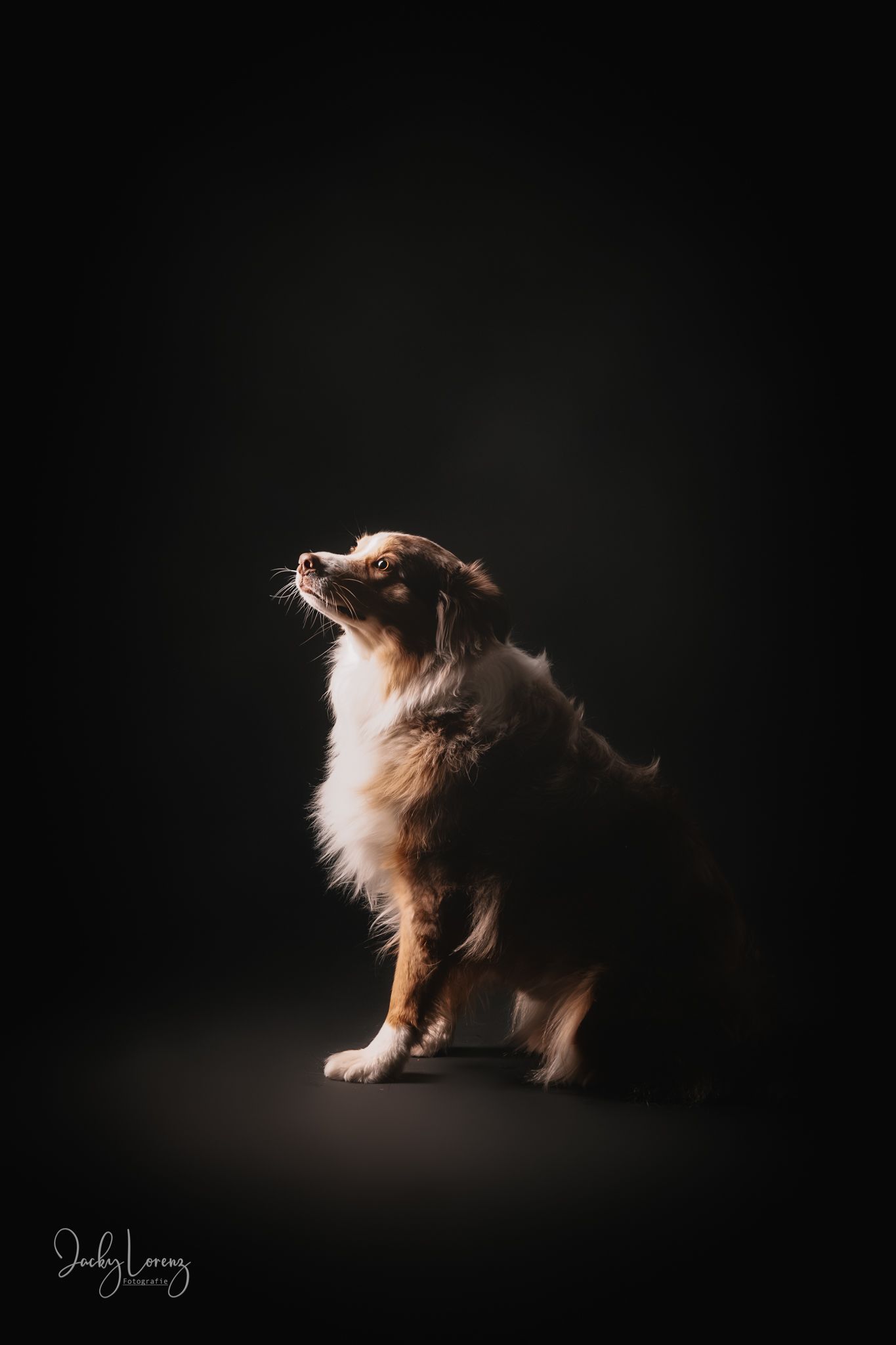 Australian Shepherd Portrait, Hundefotografie Jacky Lorenz Fotografie, Plaidt, Koblenz und Umgebung