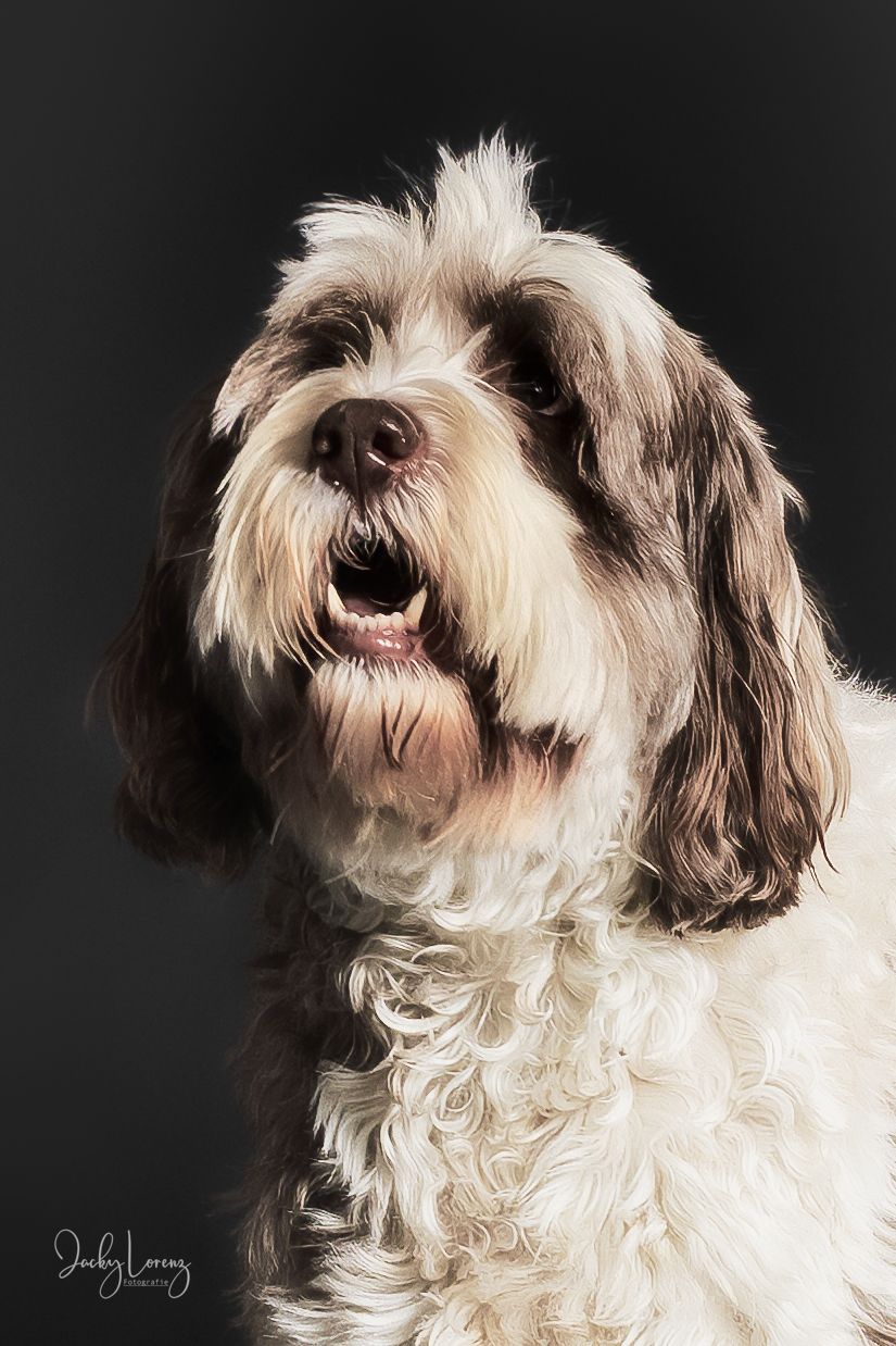 Hundeshooting, Hundefotografie Jacky Lorenz, Plaidt, Koblenz, Neuwied, Westerwald und Umgebung