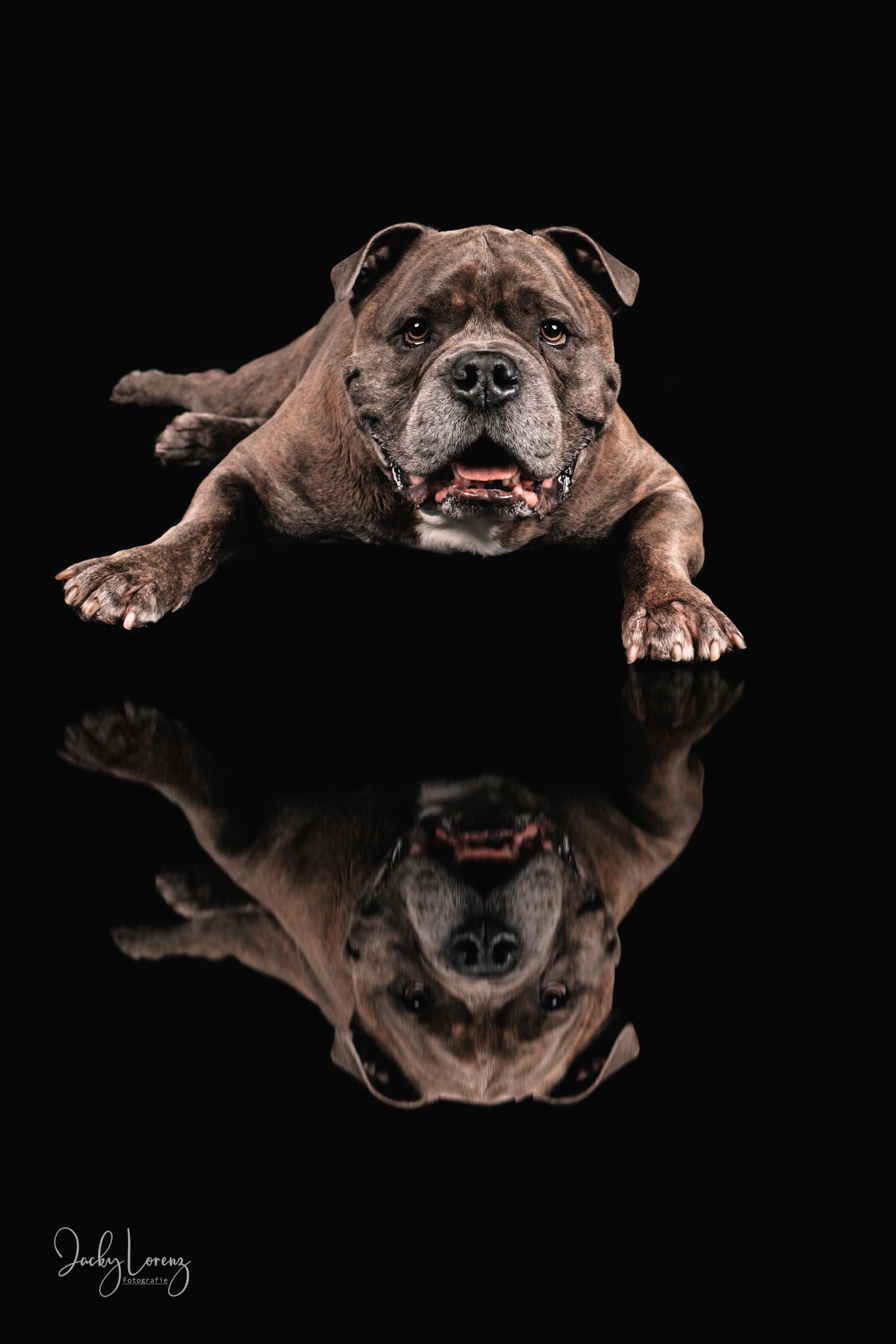Bullmastiff, Mischling, Hundeshooting, Hundefotografie Jacky Lorenz, Plaidt, Koblenz, Neuwied, Westerwald und Umgebung