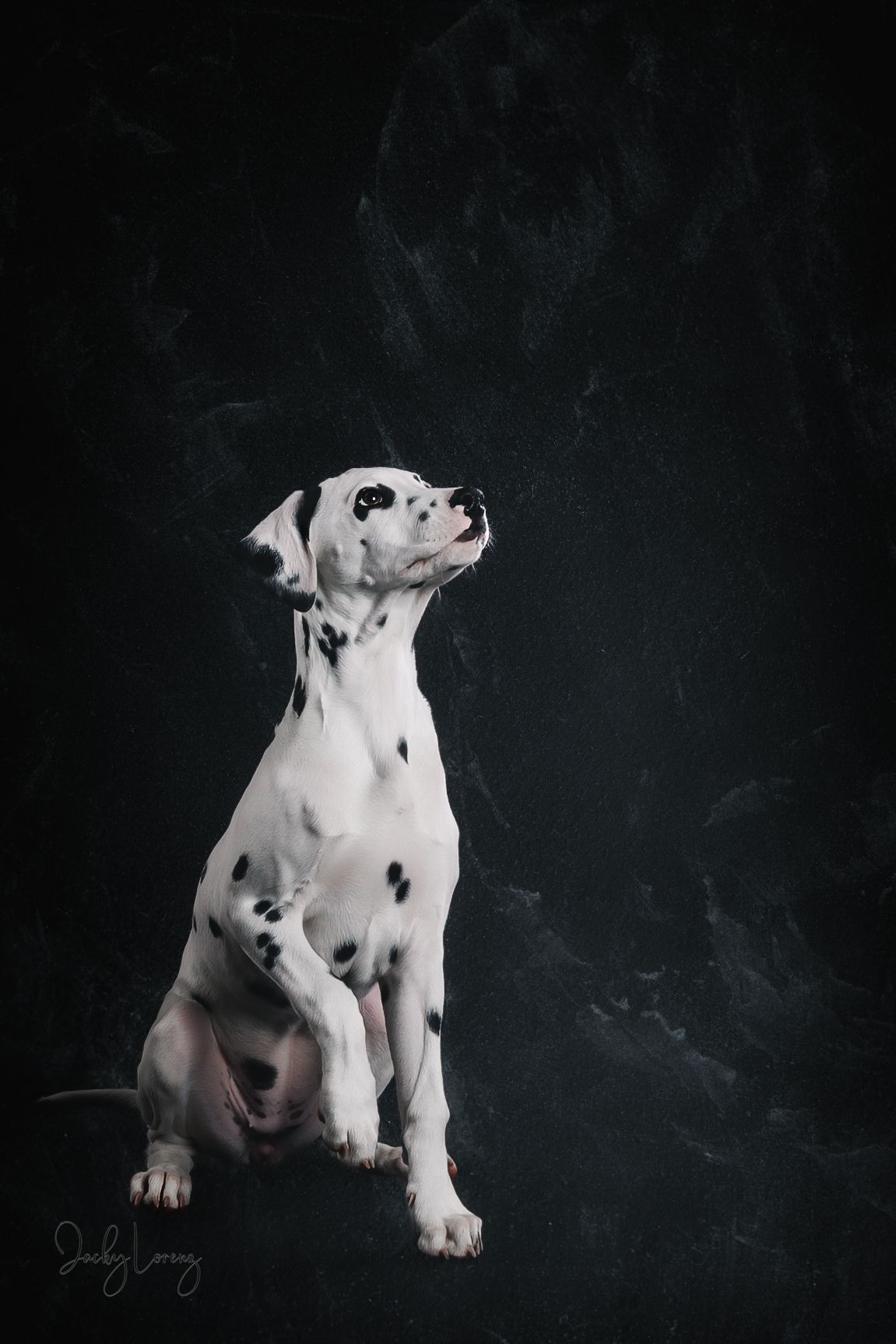 Dalmatiner, Hundeshooting, Hundefotografie Jacky Lorenz, Plaidt, Koblenz, Neuwied, Westerwald und Umgebung