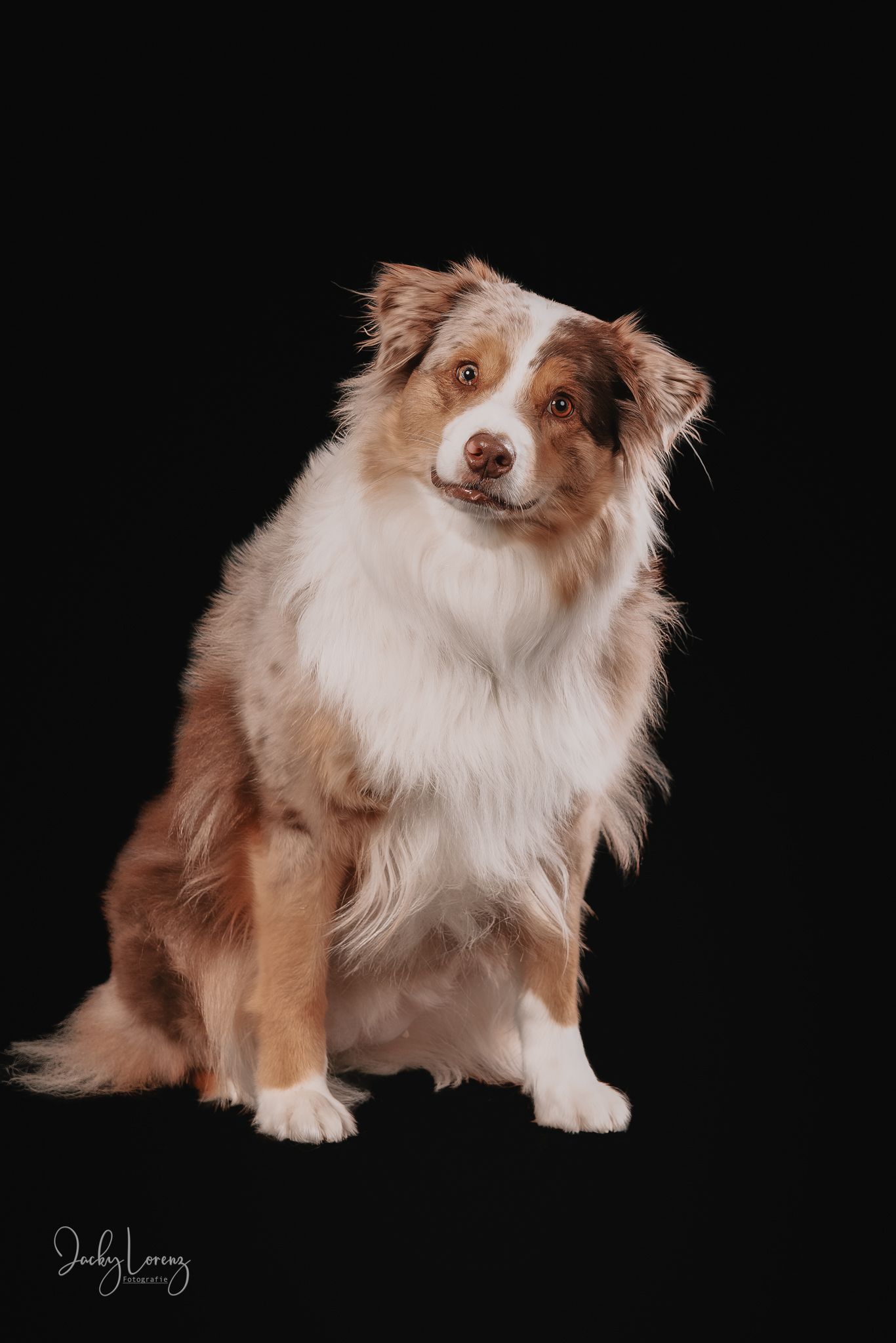 Australian Shepherd Portrait, Hundefotografie Jacky Lorenz Fotografie, Plaidt, Koblenz und Umgebung