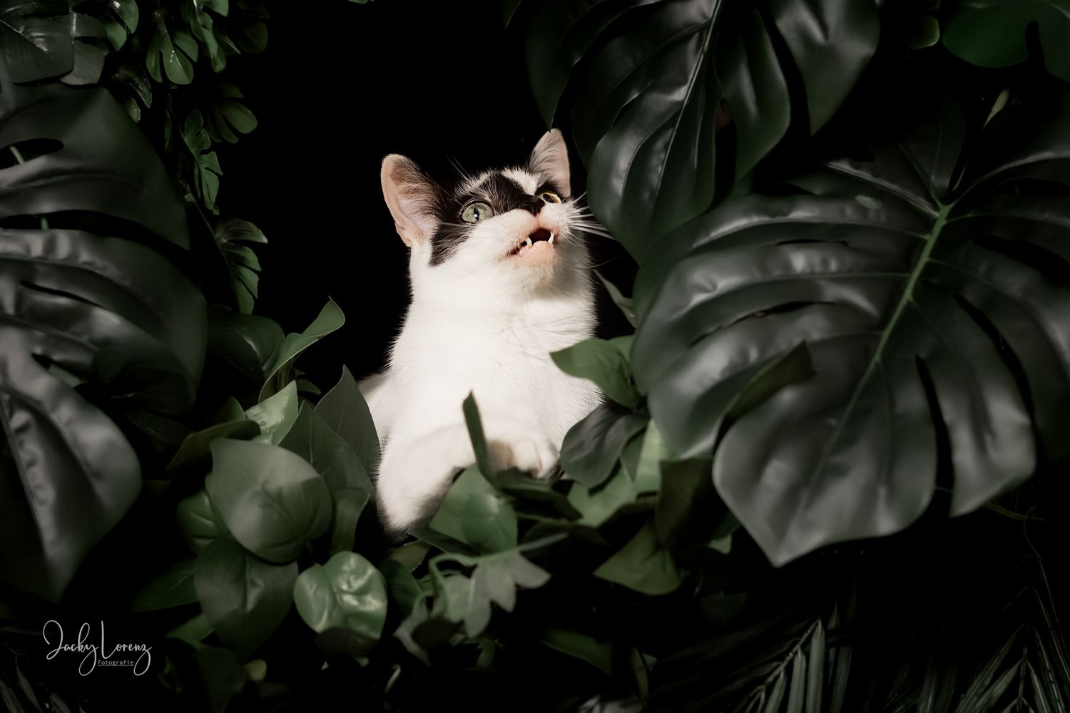 Katzenshooting, Katzenfotografie Jacky Lorenz, Plaidt, Koblenz, Neuwied, Westerwald und Umgebung