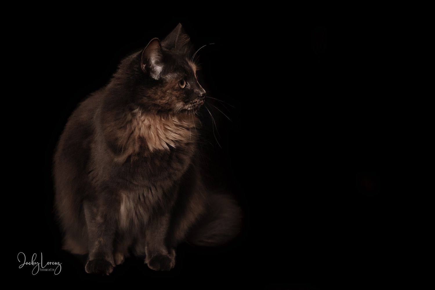 A series of six photographs showing different poses and angles of a fluffy brown cat with expressive features.