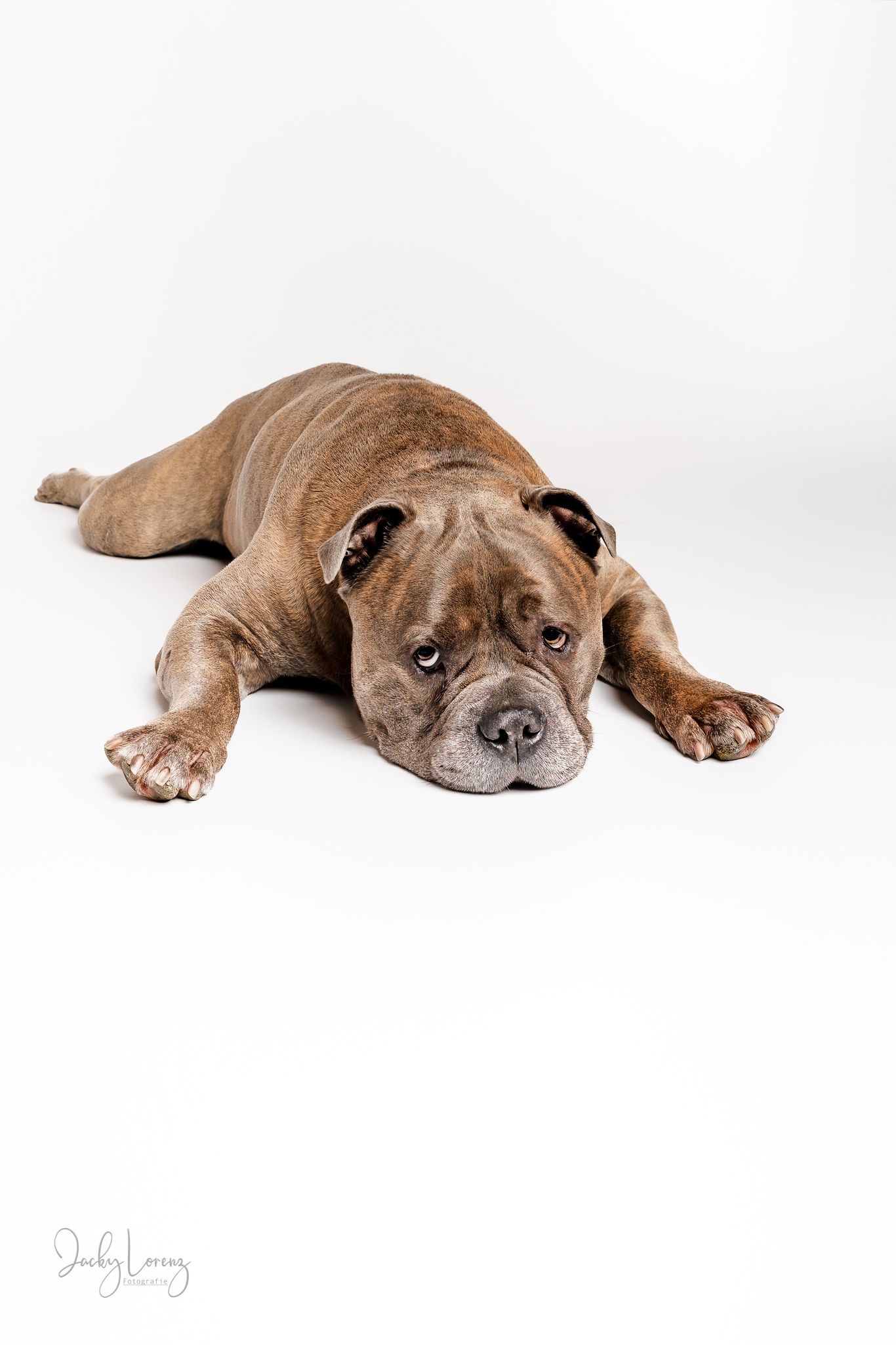 Bullmastiff, Mischling, Hundeshooting, Hundefotografie Jacky Lorenz, Plaidt, Koblenz, Neuwied, Westerwald und Umgebung