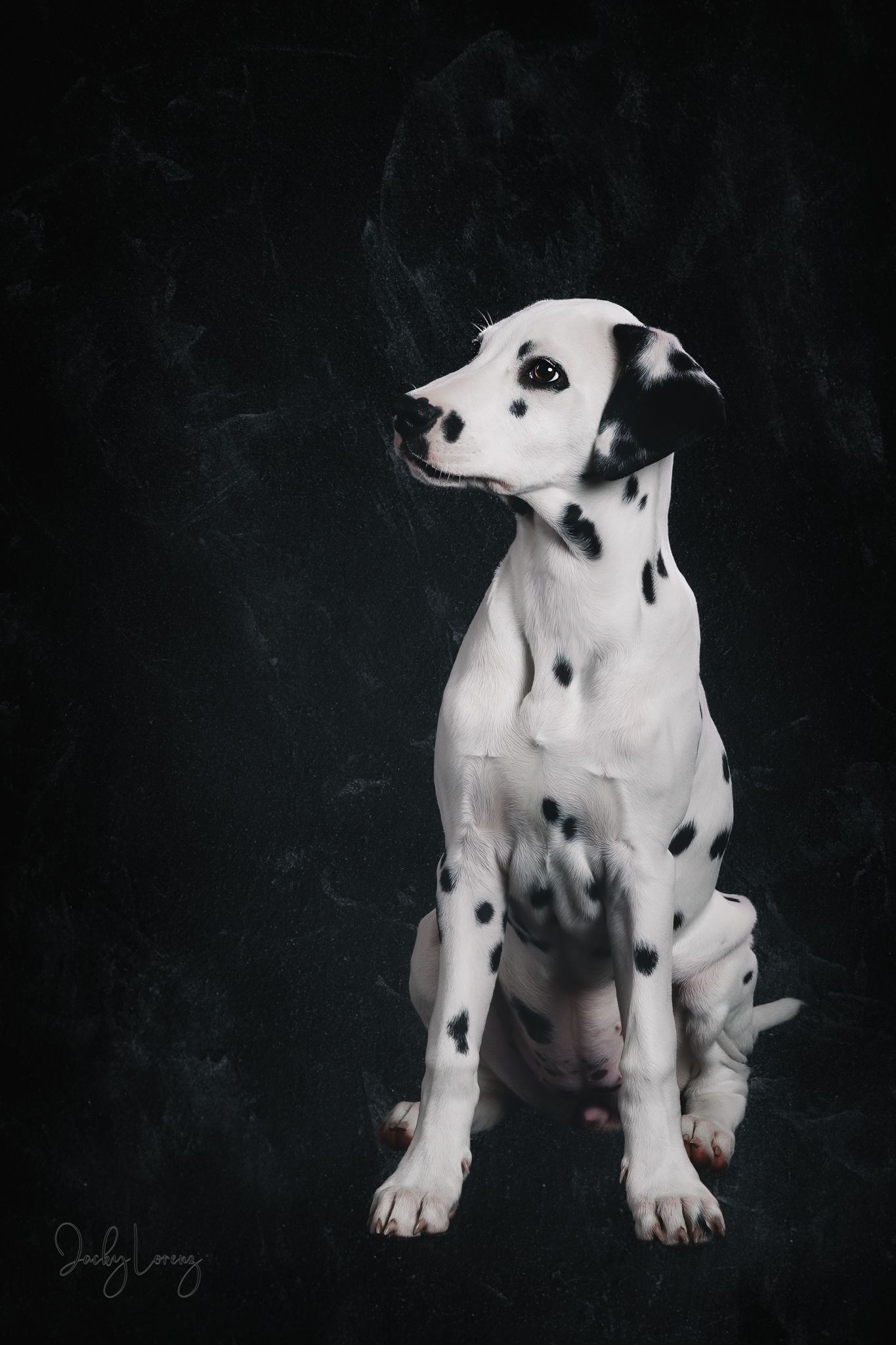 Dalmatiner, Hundeshooting, Hundefotografie Jacky Lorenz, Plaidt, Koblenz, Neuwied, Westerwald und Umgebung
