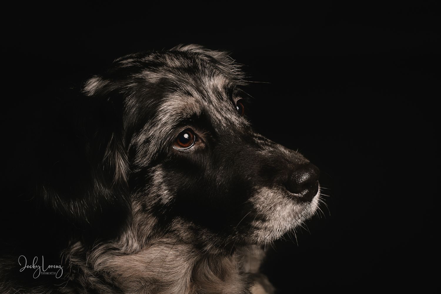 Hundeshooting, Hundefotografie Jacky Lorenz, Plaidt, Koblenz, Neuwied, Westerwald und Umgebung