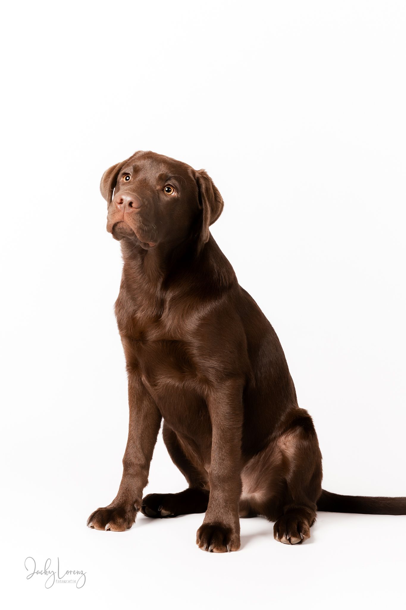 Chocolate Labrador,  Hundeshooting, Hundefotografie Jacky Lorenz Fotografie, Plaidt, Koblenz und Umgebung