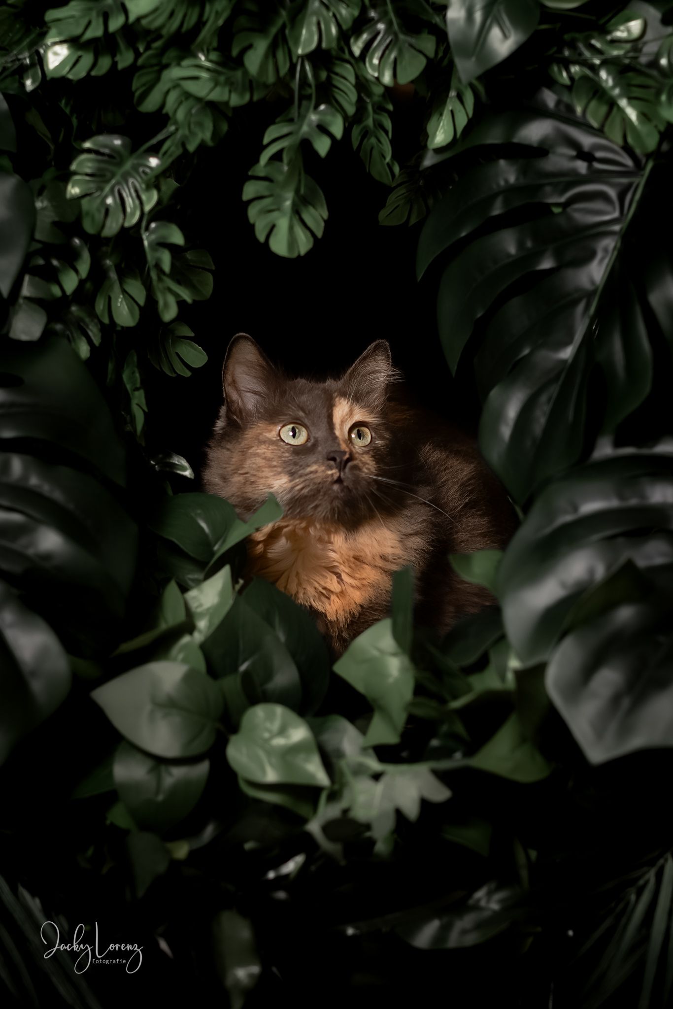 Katzenshooting, Katzenfotografie Jacky Lorenz, Plaidt, Koblenz, Neuwied, Westerwald und Umgebung