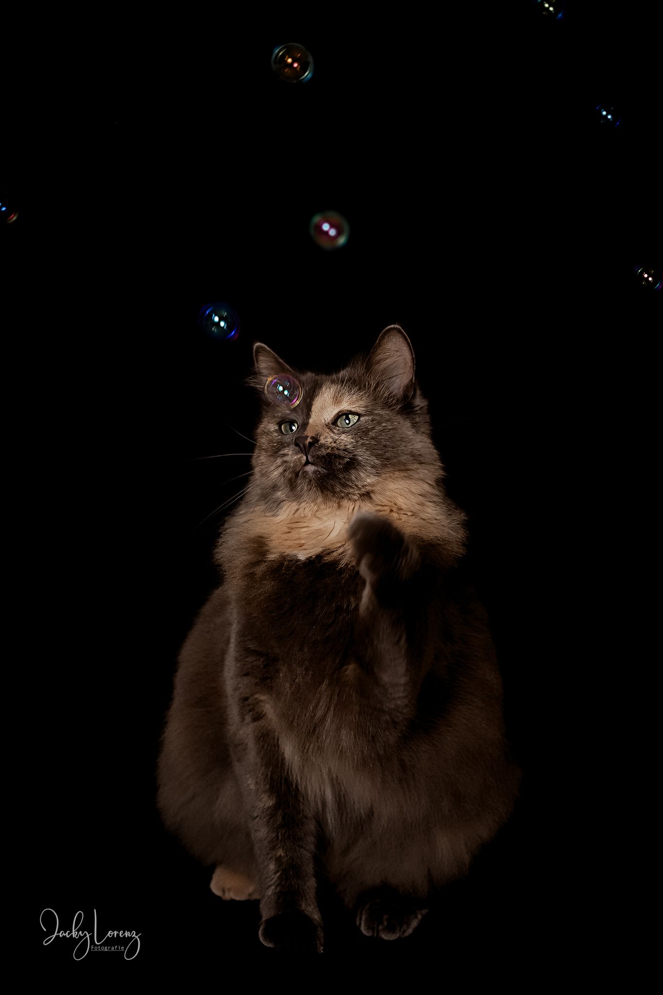Katzenshooting, Katzenfotografie Jacky Lorenz, Plaidt, Koblenz, Neuwied, Westerwald und Umgebung