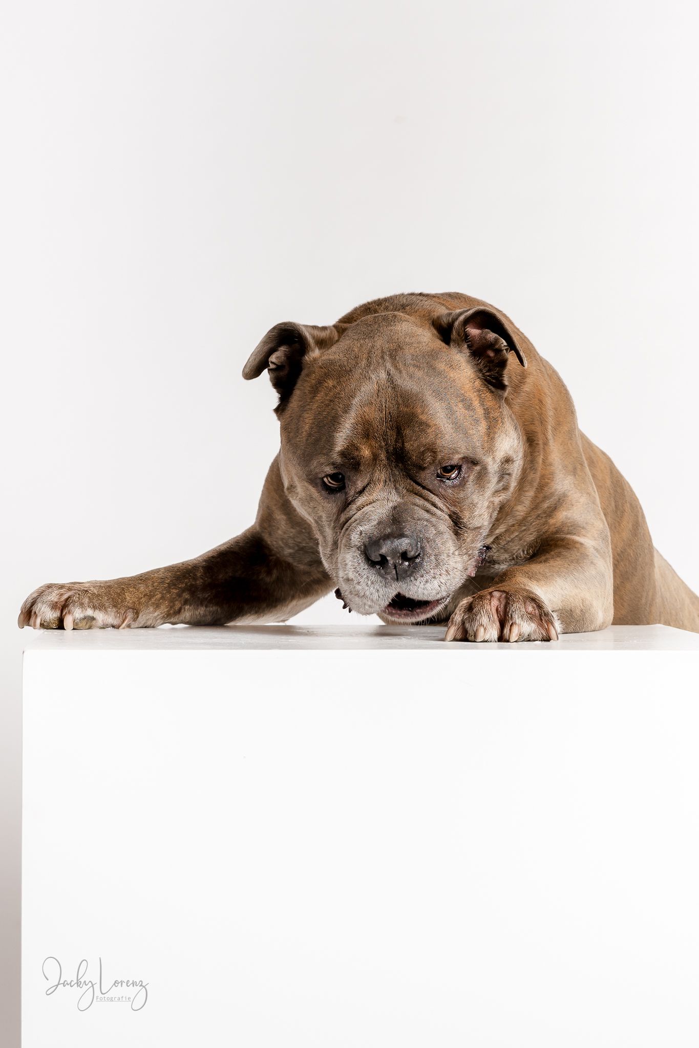 Bullmastiff, Mischling, Hundeshooting, Hundefotografie Jacky Lorenz, Plaidt, Koblenz, Neuwied, Westerwald und Umgebung