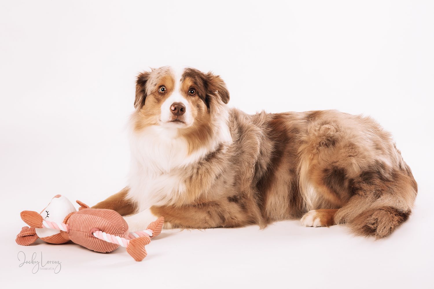 Australian Shepherd Portrait, Hundefotografie Jacky Lorenz Fotografie, Plaidt, Koblenz und Umgebung