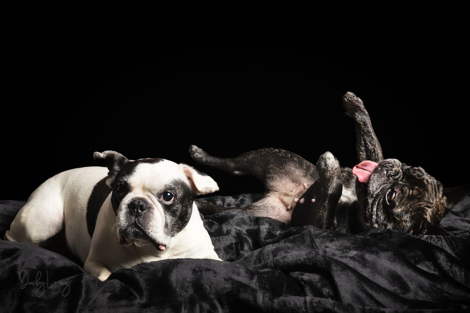 Französische Bulldogge, Hundeshooting, Hundefotografie Jacky Lorenz, Plaidt, Koblenz, Neuwied, Westerwald und Umgebung