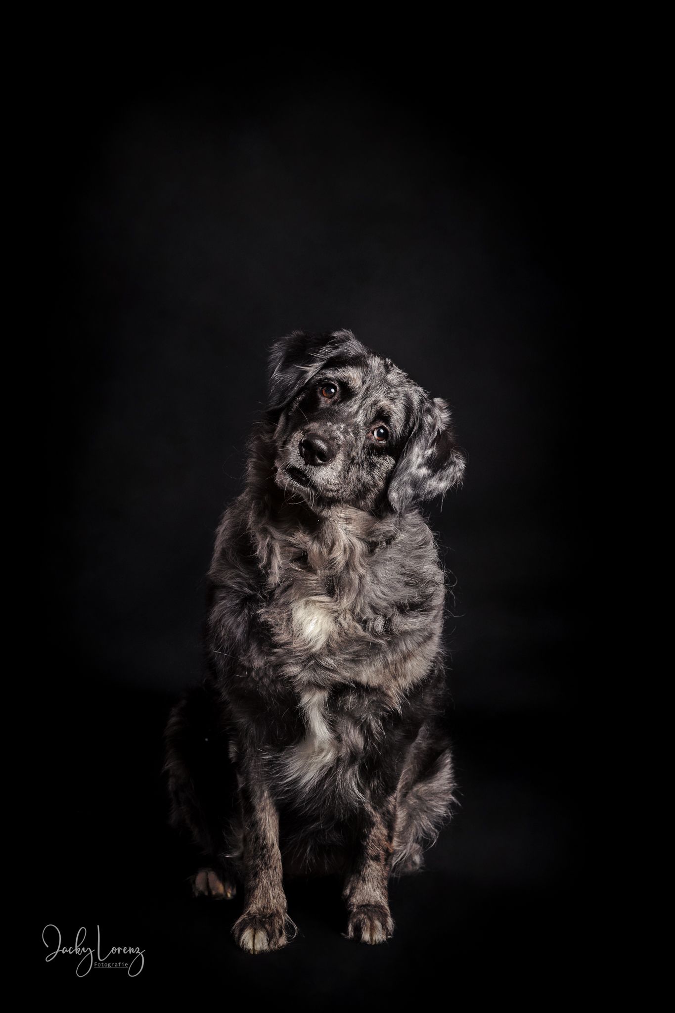Hundeshooting, Hundefotografie Jacky Lorenz, Plaidt, Koblenz, Neuwied, Westerwald und Umgebung
