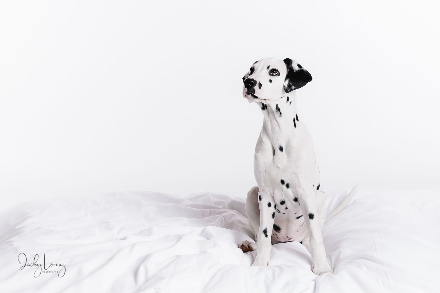 Dalmatiner, Hundeshooting, Hundefotografie Jacky Lorenz, Plaidt, Koblenz, Neuwied, Westerwald und Umgebung