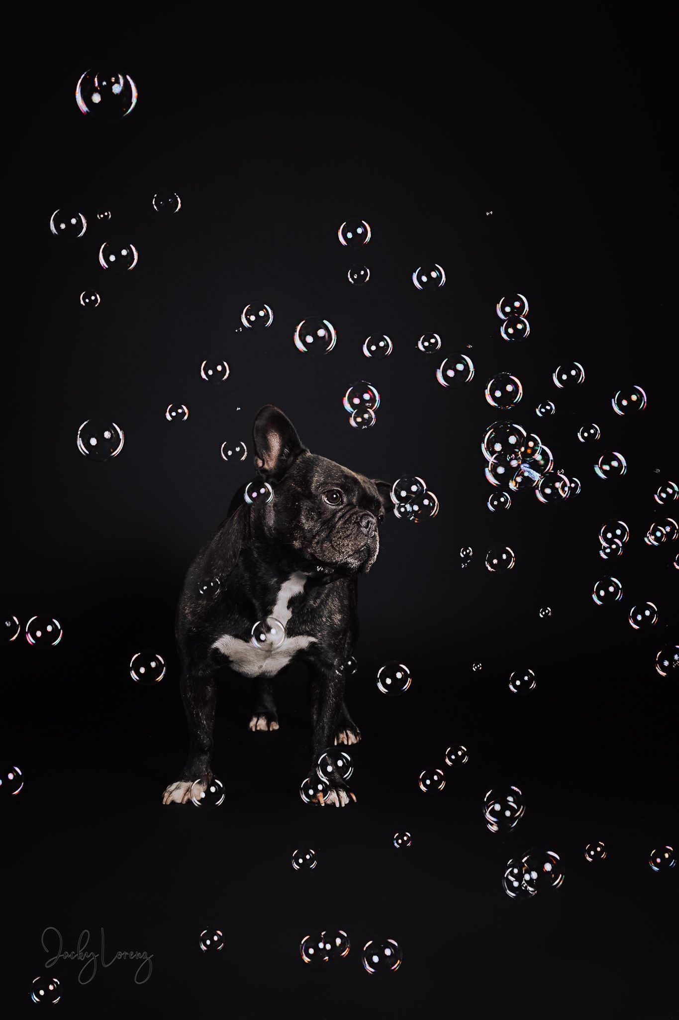 Französische Bulldogge, Hundeshooting, Hundefotografie Jacky Lorenz Fotografie, Plaidt, Koblenz und Umgebung