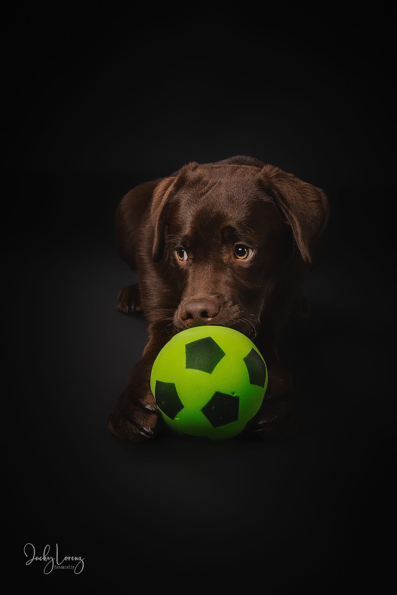 Chocolate Labrador Retriever spielt mit Ball, Hundefotografie, Studio, Jacky Lorenz Fotografie Plaidt, Neuwied und Umgebung