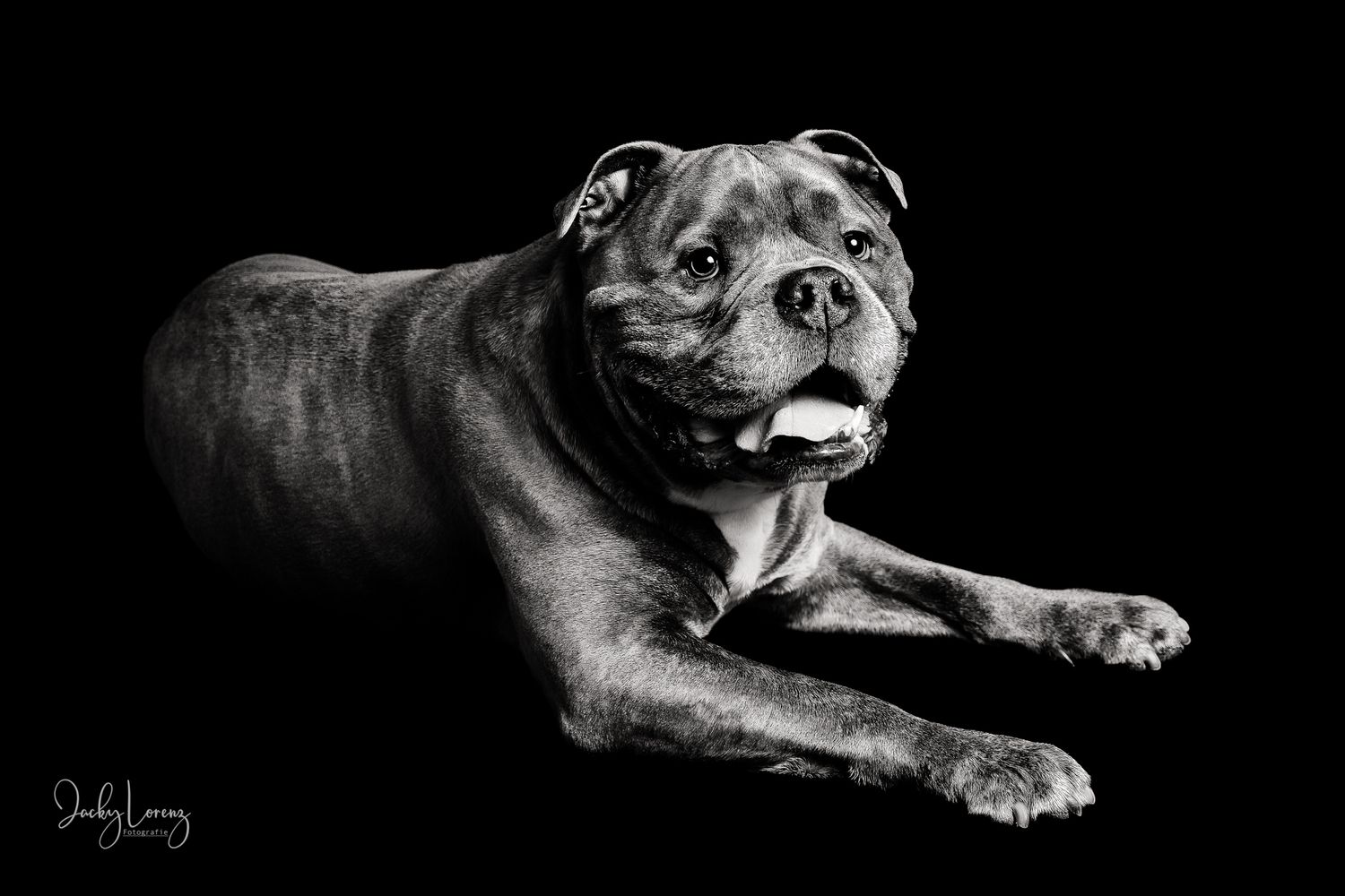 Bullmastiff, Mischling, Hundeshooting, Hundefotografie Jacky Lorenz, Plaidt, Koblenz, Neuwied, Westerwald und Umgebung