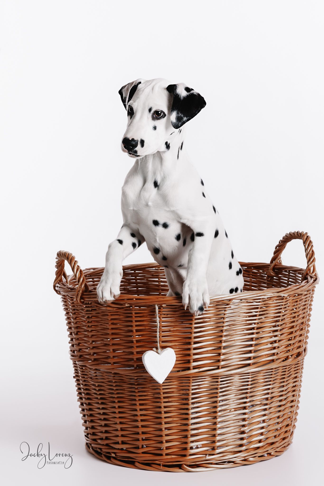 Dalmatiner, Hundeshooting, Hundefotografie Jacky Lorenz, Plaidt, Koblenz, Neuwied, Westerwald und Umgebung