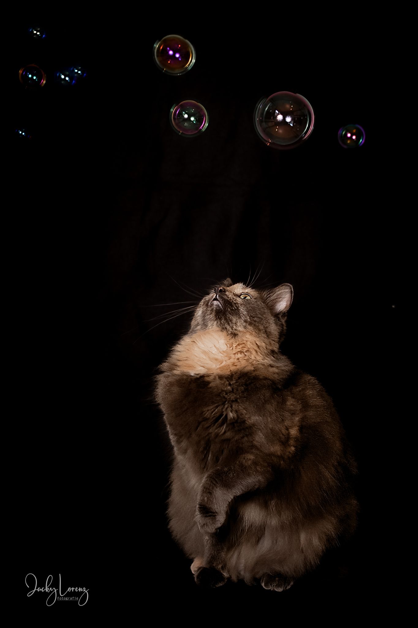 Katzenshooting, Katzenfotografie Jacky Lorenz, Plaidt, Koblenz, Neuwied, Westerwald und Umgebung