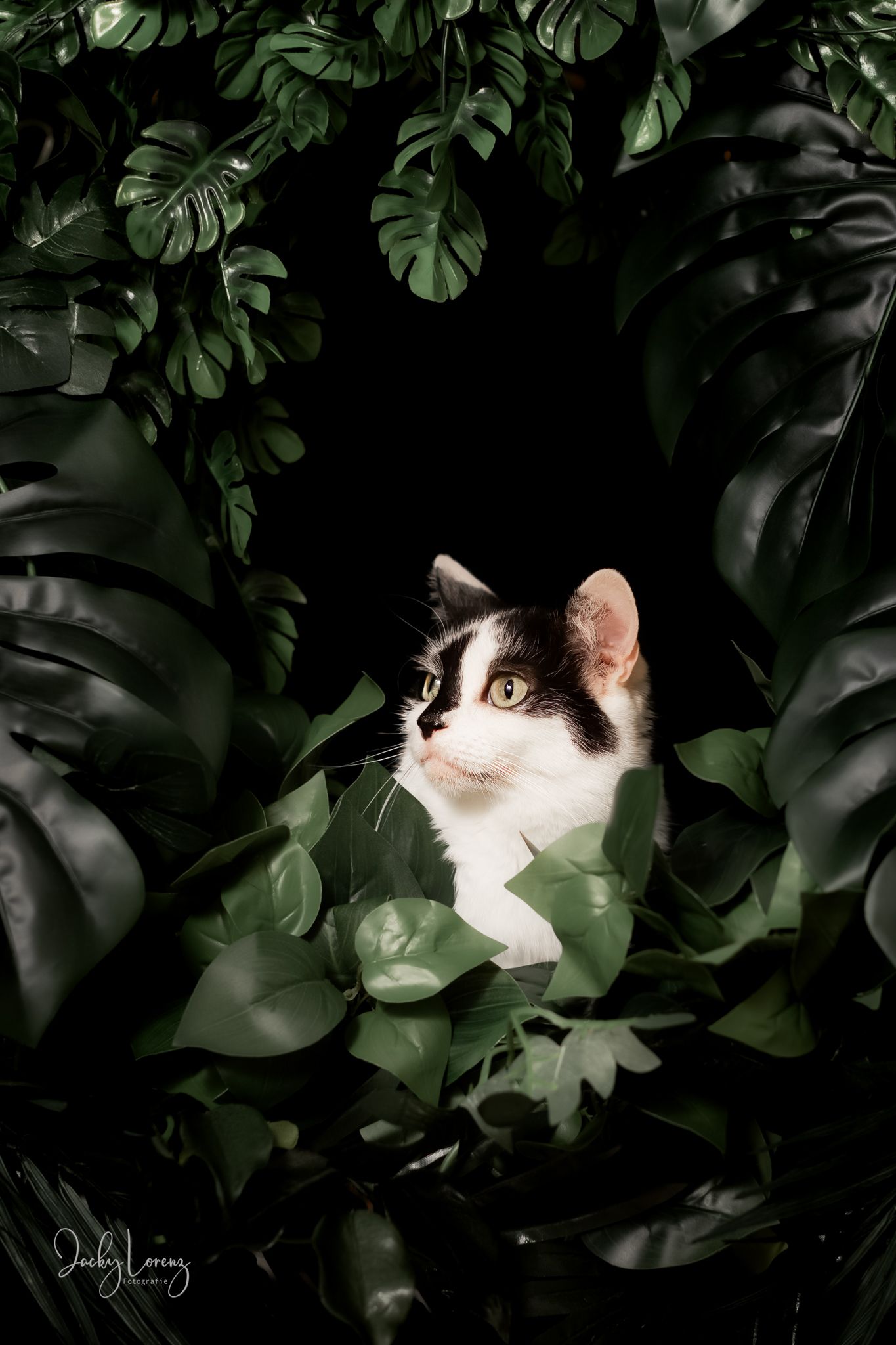 Katzenshooting, Katzenfotografie Jacky Lorenz, Plaidt, Koblenz, Neuwied, Westerwald und Umgebung