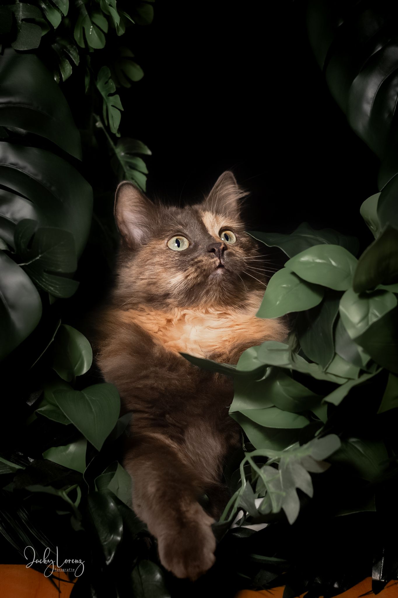 Katzenshooting, Katzenfotografie Jacky Lorenz, Plaidt, Koblenz, Neuwied, Westerwald und Umgebung