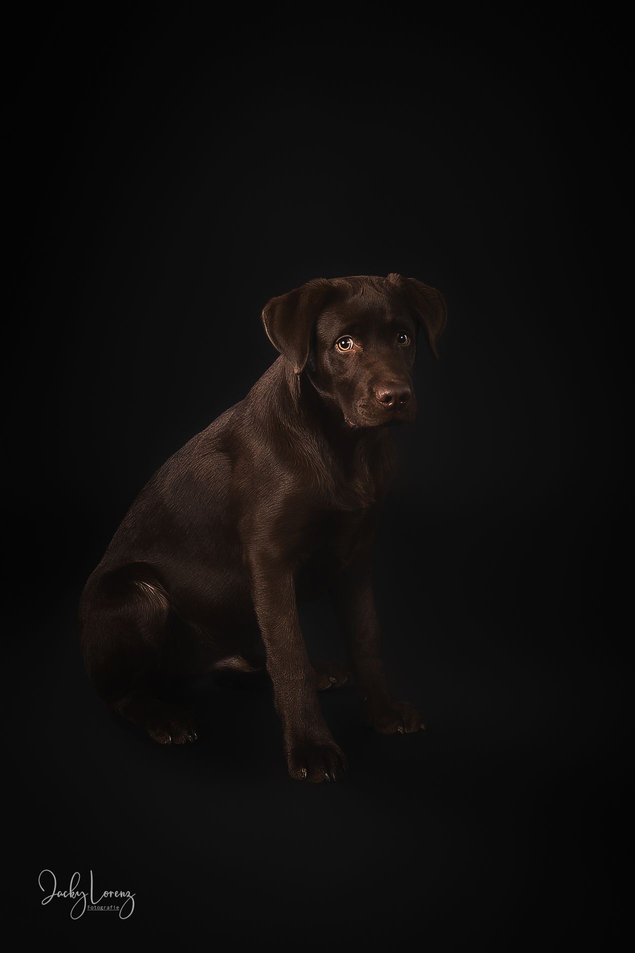 Chocolate Labrador,  Hundeshooting, Hundefotografie Jacky Lorenz Fotografie, Plaidt, Koblenz und Umgebung