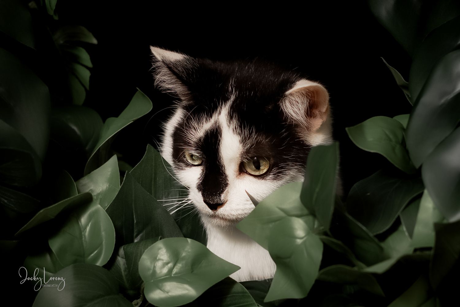 Katzenshooting, Katzenfotografie Jacky Lorenz, Plaidt, Koblenz, Neuwied, Westerwald und Umgebung