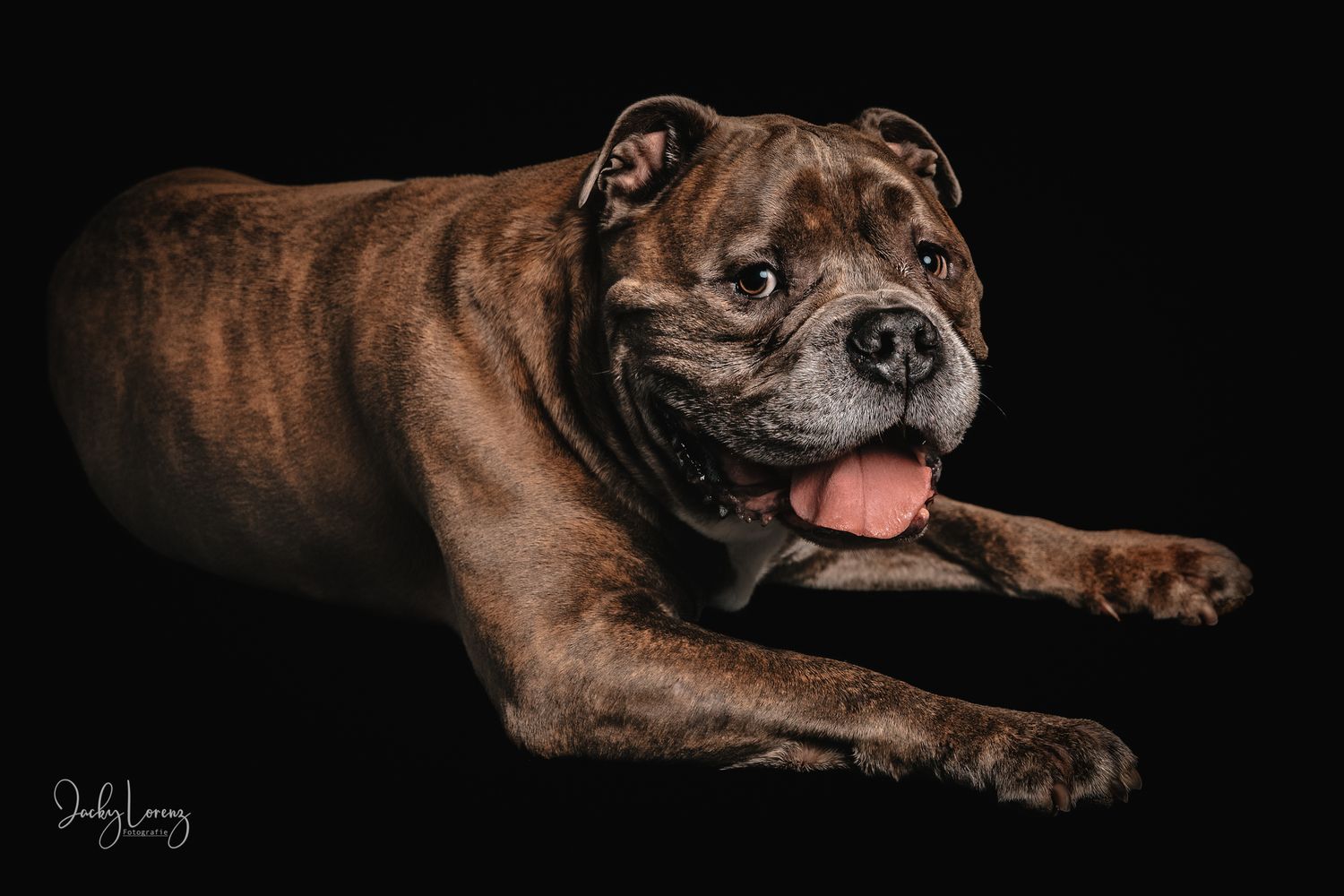 Bullmastiff, Mischling, Hundeshooting, Hundefotografie Jacky Lorenz, Plaidt, Koblenz, Neuwied, Westerwald und Umgebung
