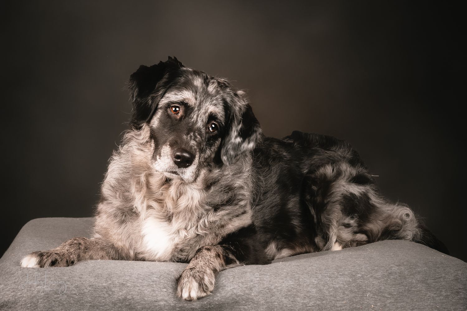 Hundeshooting, Hundefotografie Jacky Lorenz, Plaidt, Koblenz, Neuwied, Westerwald und Umgebung