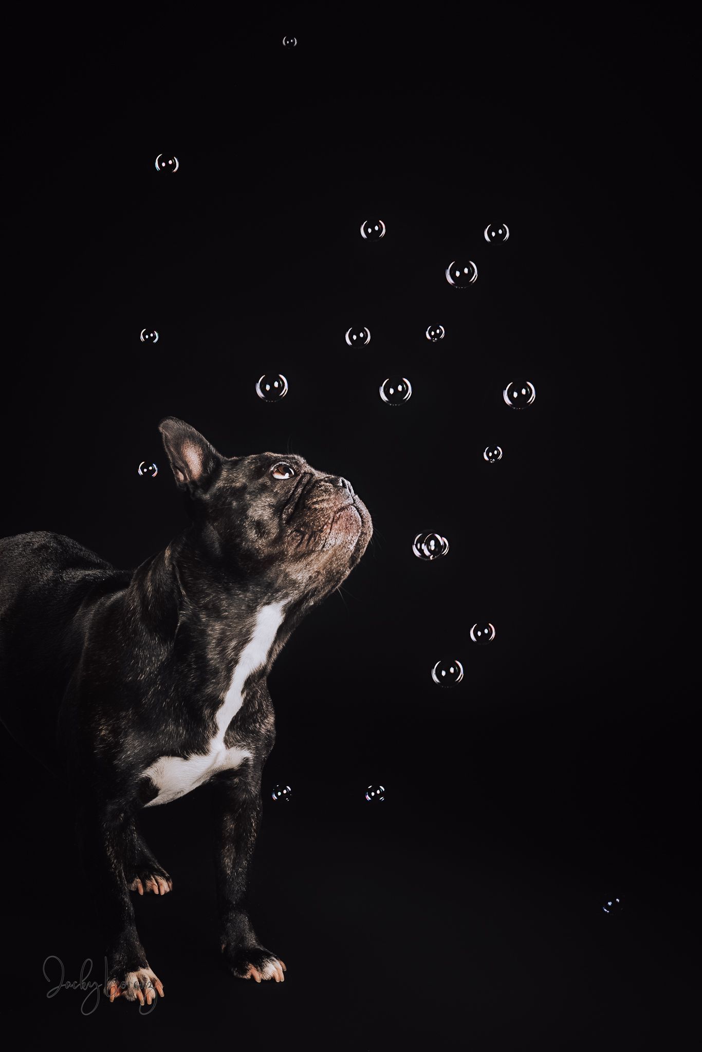 Französische Bulldogge, Hundeshooting, Hundefotografie Jacky Lorenz Fotografie, Plaidt, Koblenz und Umgebung