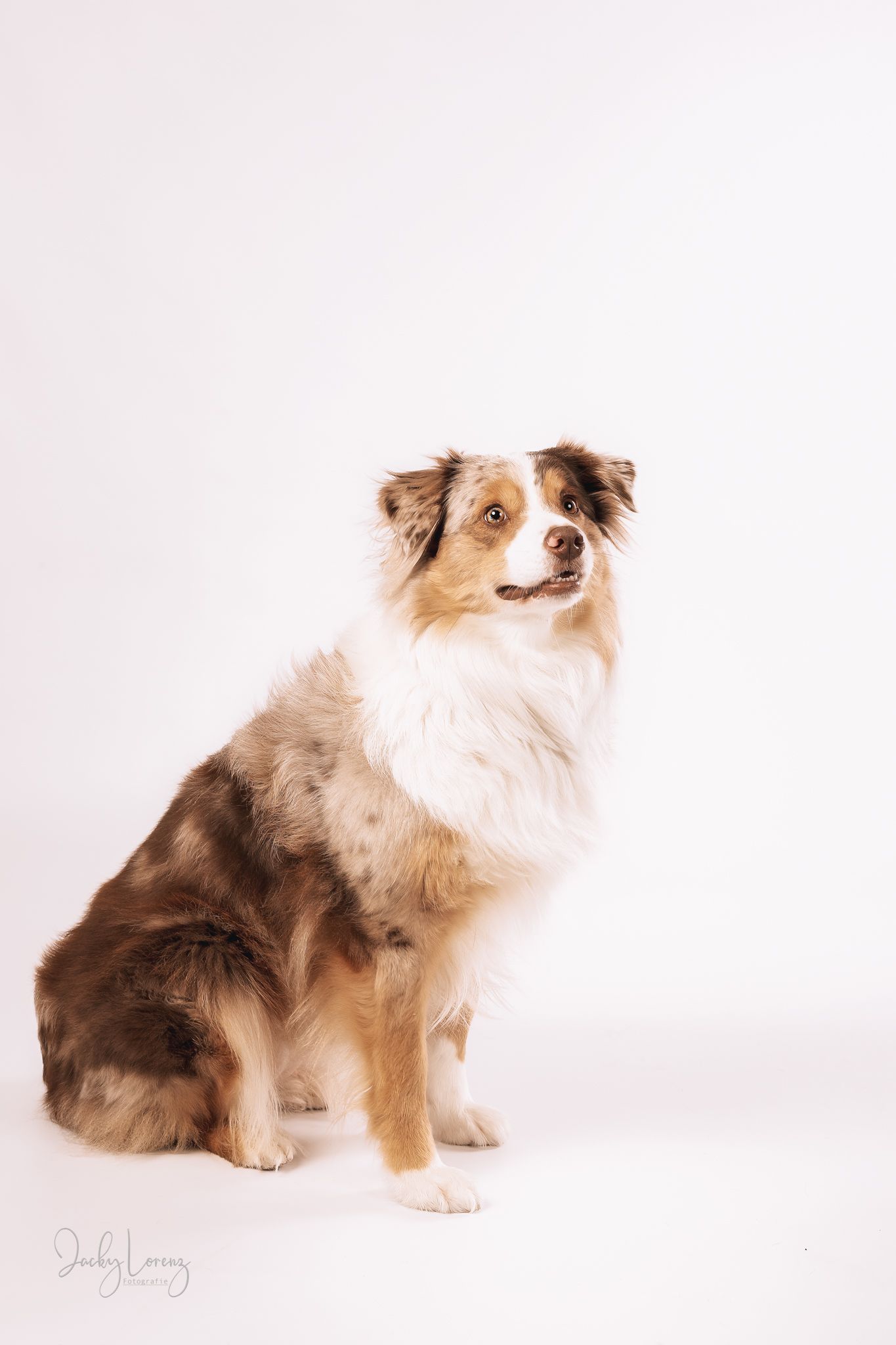 Australian Shepherd Portrait, Hundefotografie Jacky Lorenz Fotografie, Plaidt, Koblenz und Umgebung